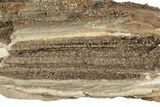 13.4" Sparkly, Silicified Petrified Wood - Smoky Hill Chalk, Kansas - #197986-2
